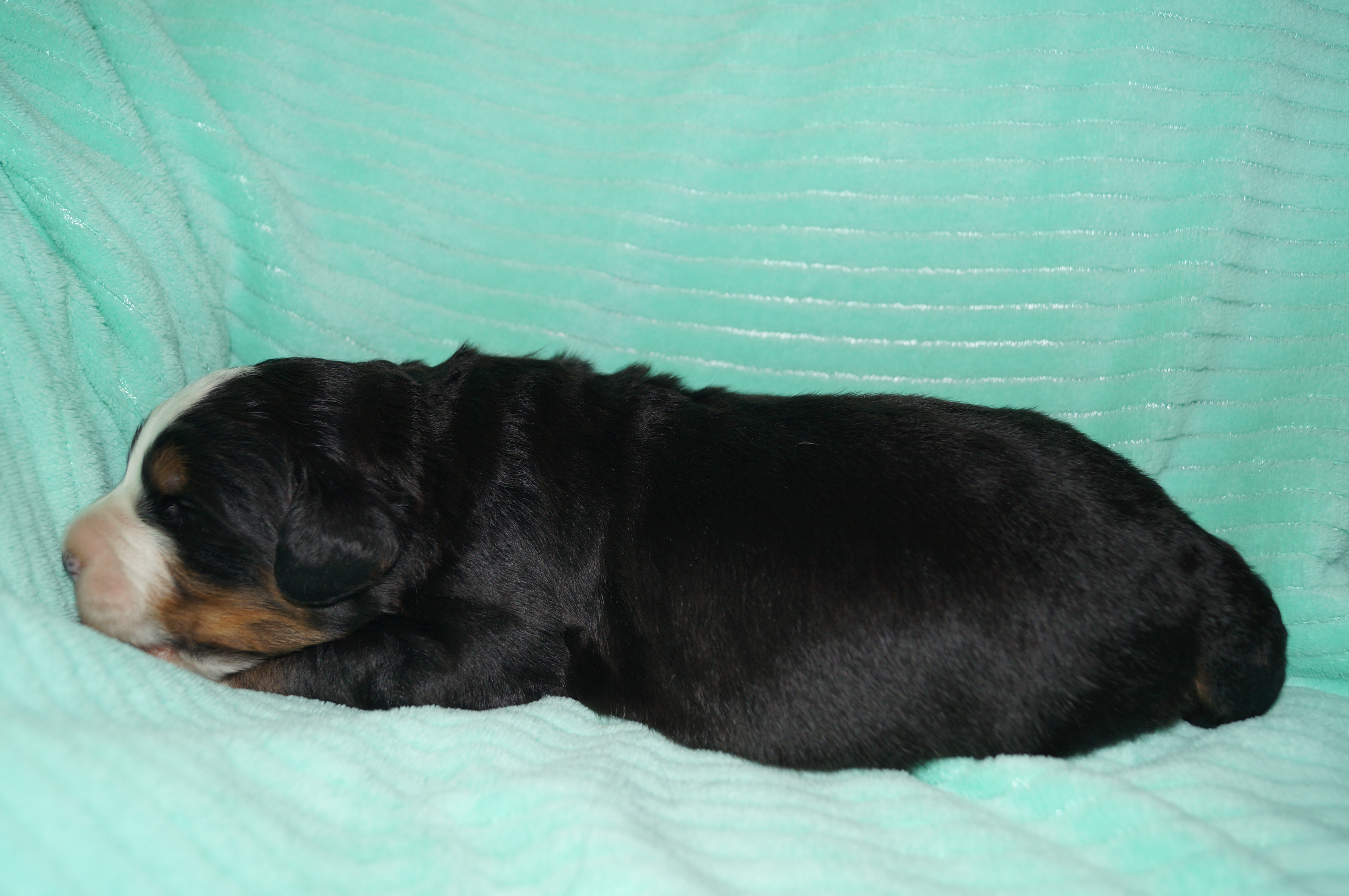 boy 11 days old boy 11 days old